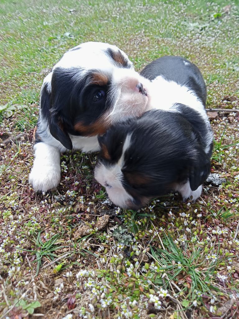 chiot Cavalier King Charles Spaniel Du Plateau Vivarais Lignon