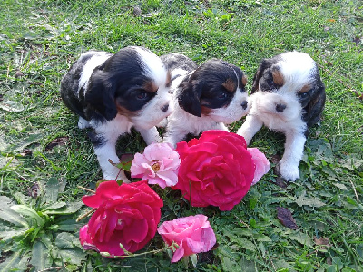 Du Plateau Vivarais Lignon - Cavalier King Charles Spaniel - Portée née le 05/10/2022