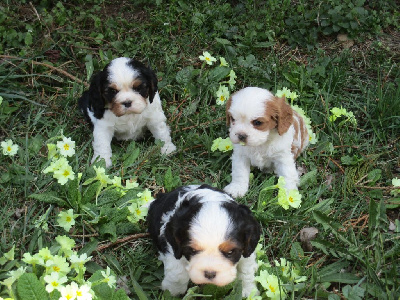 Du Plateau Vivarais Lignon - Cavalier King Charles Spaniel - Portée née le 20/03/2019