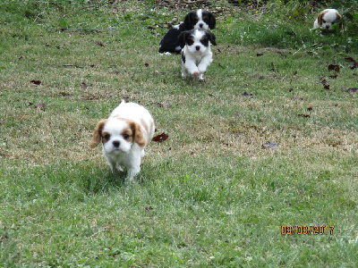 Du Plateau Vivarais Lignon - Cavalier King Charles Spaniel - Portée née le 29/06/2017