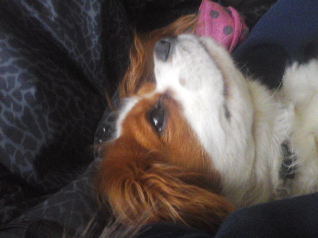 Louna et Roxy