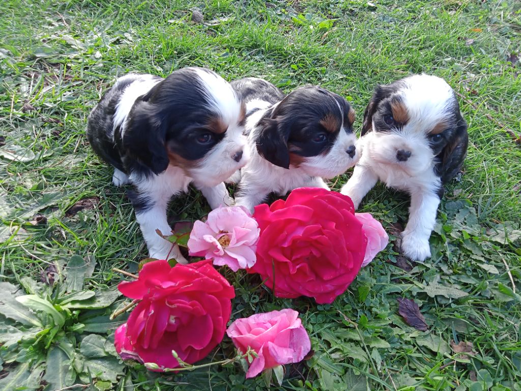 Du Plateau Vivarais Lignon - Cavalier King Charles Spaniel - Portée née le 05/10/2022